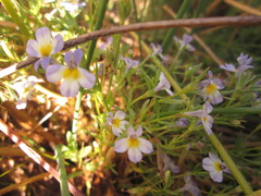 Porterella carnosula