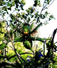 Neobarrettia spinosa