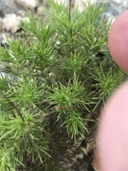 Thymophylla tenuiloba