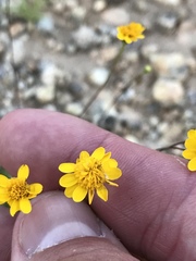 Thymophylla tenuiloba