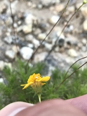 Thymophylla tenuiloba