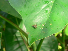 Hemerophila albertiana
