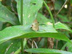 Strephonota strephon