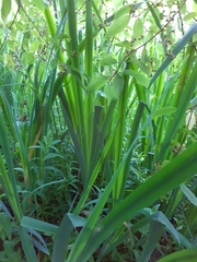 Iris pseudacorus