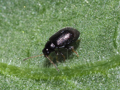 Epitrix pubescens