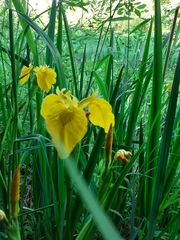Iris pseudacorus