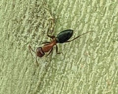 Camponotus sayi