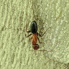 Camponotus sayi