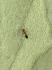 Camponotus sayi