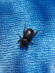 Hemiphileurus illatus