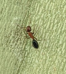 Camponotus sayi