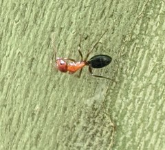 Camponotus sayi