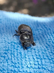 Hemiphileurus illatus