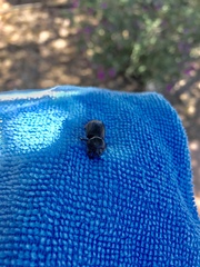 Hemiphileurus illatus