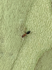 Camponotus sayi