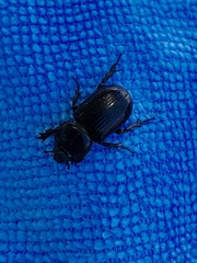 Hemiphileurus illatus