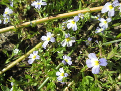 Porterella carnosula