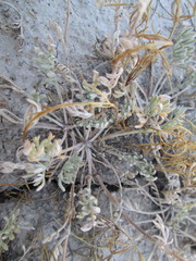 Artemisia nuttallii