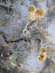 Artemisia nuttallii