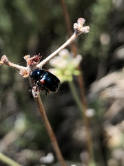 Saxinis saucia