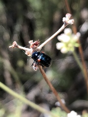Saxinis saucia