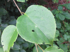 Actinidia arguta