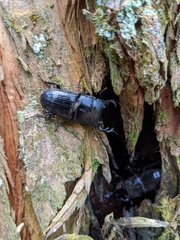 Aegus laevicollis formosae