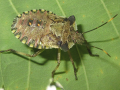 Pentatoma semiannulata