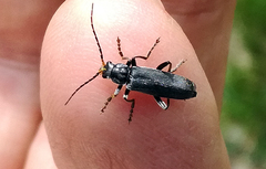 Cantharis tristis