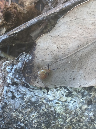 Kororia palaensis observed 2020-03-21