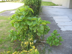 Kalanchoe carnea