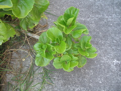 Kalanchoe carnea
