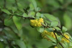 Berberis aristata
