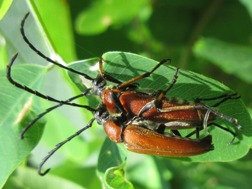 Stictoleptura dichroa