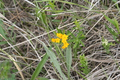 Lithospermum canescens