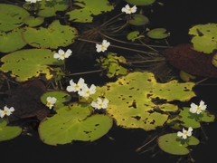 Nymphoides hydrophylla