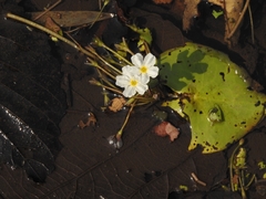 Nymphoides hydrophylla