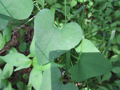 Aristolochia contorta