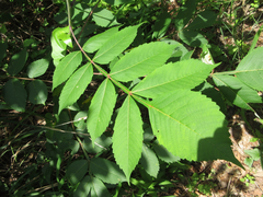 Rhus javanica