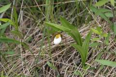 Cypripedium candidum