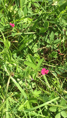 Lathyrus nissolia