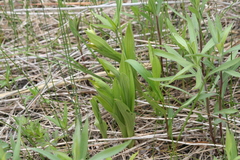 Cypripedium candidum