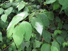Actinidia polygama
