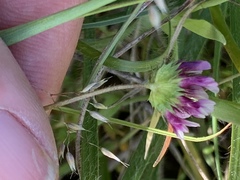Trifolium willdenovii