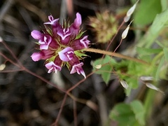 Trifolium willdenovii
