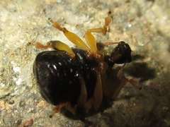 Phymatapoderus flavimanus