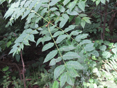 Picrasma quassioides