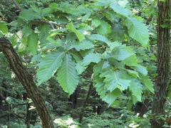 Quercus serrata