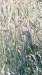 Dendragapus fuliginosus