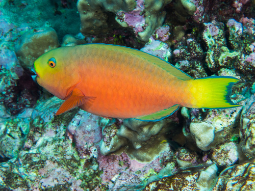 Zwaarsnavel-papegaaivis (Chlorurus strongylocephalus) — Scaridae — 4